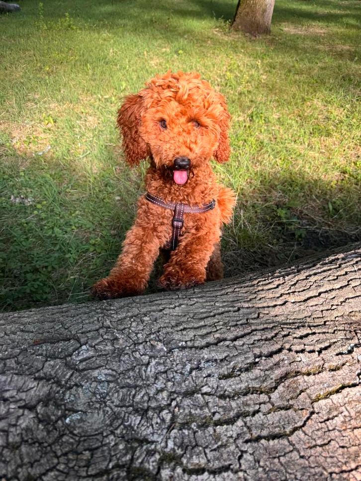 Lieve toy poedel (teefje), Dieren en Toebehoren, Honden | Chihuahua's en Gezelschapshonden, Teef, Poedel, Particulier, Eén hond