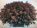 Skimmia Rubella in diverse maten met bloemknop potkweek, Ophalen, Zomer, Overige soorten, Volle zon