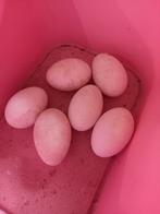 broedeieren, Dieren en Toebehoren, Pluimvee, Geslacht onbekend, Gans of Zwaan