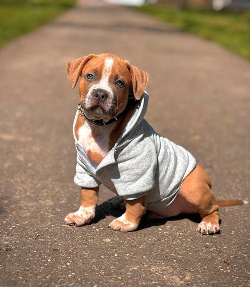 Bully XL reutje beschikbaar – topkwaliteit pup!, Dieren en Toebehoren, Honden | Bulldogs, Pinschers en Molossers, Reu, Overige rassen