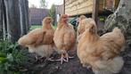 2 jonge Buff Orpington hanen 9 weken oud, Dieren en Toebehoren, Mannelijk, Kip
