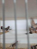 Spitstaarten, Meerdere dieren, Tropenvogel