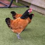 Gezocht Vorwerk kippen hennen, Dieren en Toebehoren, Pluimvee, Vrouwelijk, Kip