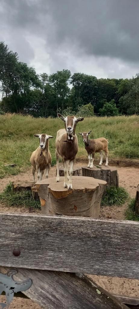 Gezocht! Toggenburger geit zonder horens., Dieren en Toebehoren, Schapen, Geiten en Varkens, Geit, Vrouwelijk