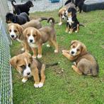 Puppy's kruising Zwitserse Sennen en Sint Bernhard, Dieren en Toebehoren, 8 tot 15 weken, Meerdere, Meerdere dieren, Middel