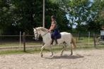 11 jarige Lipizzaner x Andalusiër ruin, Dieren en Toebehoren, Paarden, Gechipt, Ruin, Dressuurpaard, L