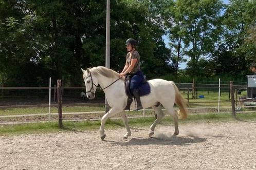 11 jarige Lipizzaner x Andalusiër ruin, Dieren en Toebehoren, Paarden, Ruin, L, 160 tot 165 cm, 7 tot 10 jaar, Dressuurpaard, Gechipt