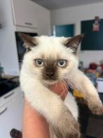Brits korthaar Cinnamon dragend., Dieren en Toebehoren, Katten en Kittens | Raskatten | Korthaar, Poes