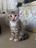 Schattige Bengaalse-Europese Korthaar Kittens te Koop!, Dieren en Toebehoren, Katten en Kittens | Overige Katten