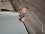 Brits korthaar, Dieren en Toebehoren, Katten en Kittens | Overige Katten, Poes, 0 tot 2 jaar