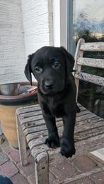 Zwarte labrador pup, Parvo, 8 tot 15 weken, Labrador retriever, Meerdere