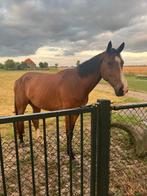 Zadelmak leasepaard inclusief stalling aangeboden, Dieren en Toebehoren, Stalling en Weidegang, Stalling, 1 paard of pony