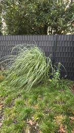 Pampengras, Tuin en Terras, Planten | Tuinplanten, Ophalen, Volle zon, Vaste plant, Siergrassen