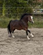 SUPER MOOIE WELSH PONY RUIN, Gechipt, Ruin, Niet van toepassing, 3 tot 6 jaar