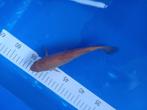 Te koop prachtige chagoi 20 cm, Dieren en Toebehoren, Vissen | Vijvervissen, Karper of Koi