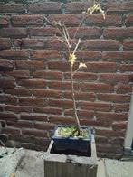 bonsai Spaanse aak, Tuin en Terras, Bloeit niet, Halfschaduw, Minder dan 100 cm, Overige soorten