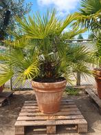 Chamaerops humilis, 100 tot 250 cm, Zomer, Palmboom, Ophalen