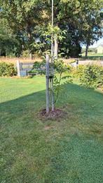 juglans regia 'coenen' walnoten boom, Ophalen, Lente