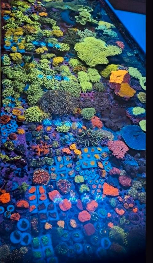 Mooie koralen voor het zeeaquarium, Dieren en Toebehoren, Vissen | Aquariumvissen, Overige typen