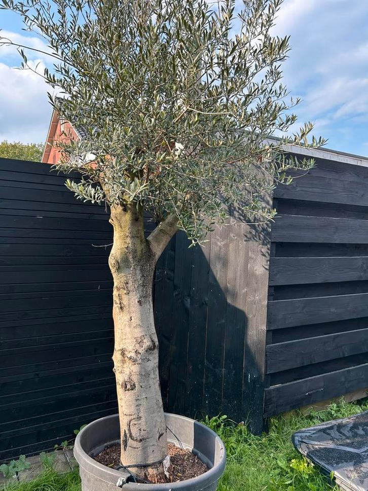 Mooie olijfboom, Tuin en Terras, Planten | Bomen, Olijfboom, 100 tot 250 cm, Volle zon, Zomer, In pot, Ophalen