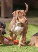 Mooie American bully XL puppy reu van geteste ouders, Dieren en Toebehoren, Honden | Bulldogs, Pinschers en Molossers, Rabiës (hondsdolheid)
