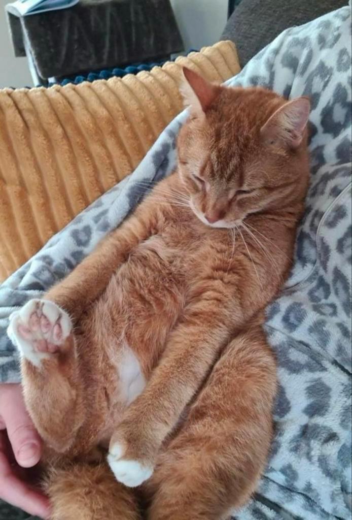 Kater zoekt met spoed nieuw plekje, Dieren en Toebehoren, Katten en Kittens | Overige Katten, Kortharig, Kater, 3 tot 5 jaar