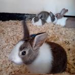 Jonge hollander dwerg konijntjes, Dieren en Toebehoren, Konijnen, Meerdere dieren, Dwerg
