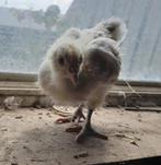 Poule de bresse kuikens HENNEN, Vrouwelijk, Kip