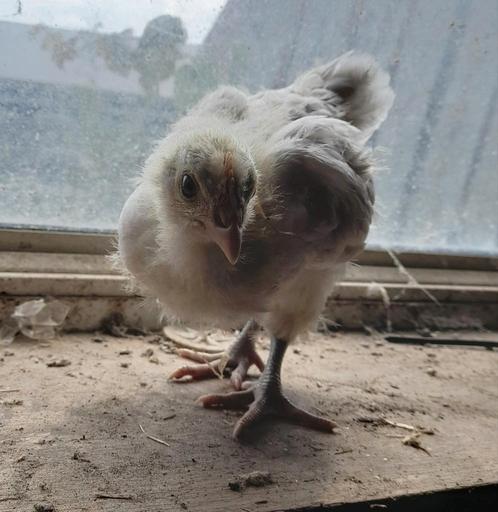 Poule de bresse kuikens HENNEN, Dieren en Toebehoren, Pluimvee, Kip, Vrouwelijk