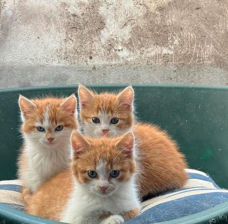 Vier lieve katertjes zoeken een nieuw thuis, Dieren en Toebehoren, Katten en Kittens | Raskatten | Langhaar, Kater, 0 tot 2 jaar