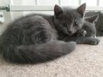 Mooi nestje kruising Britse korthaar/Blauwe Rus kittens, Dieren en Toebehoren, Meerdere dieren, Ontwormd, 0 tot 2 jaar