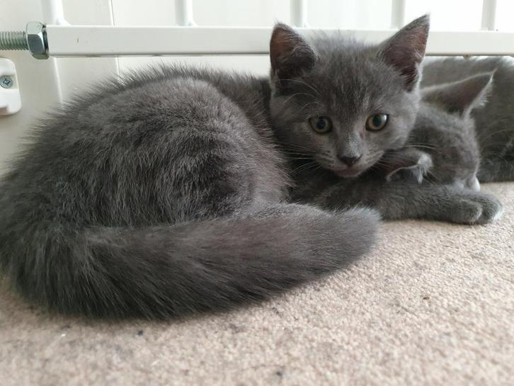 Mooi nestje kruising Britse korthaar/Blauwe Rus kittens, Dieren en Toebehoren, Katten en Kittens | Raskatten | Korthaar, Meerdere dieren