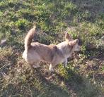 LISA, VROLIJK, KLEIN,  MENSGERICHT, TEEFJE, KAN MET KATTEN, Dieren en Toebehoren, Honden | Niet-rashonden, Particulier, Rabiës (hondsdolheid)