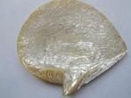 Chinese schelp, Antiek en Kunst, Ophalen of Verzenden