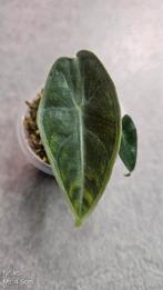 Alocasia Longiloba Purple - diverse maten, Ophalen of Verzenden, Overige soorten, Minder dan 100 cm