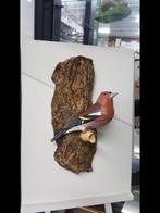 Vink beeldje gevraagd/gezocht,dat is gemaakt Anjo Herveille., Mannelijk, Wildzangvogel