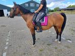 Te Koop/ruilen E-pony, Dieren en Toebehoren, Pony's, Gechipt, L, 11 jaar of ouder, Recreatiepony