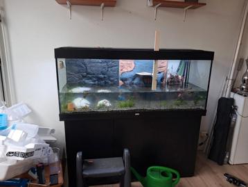  op zoek  planten  beschikbaar voor biedingen