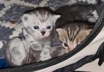 Raszuivere Britskorthaar Kittens, Dieren en Toebehoren, Katten en Kittens | Raskatten | Korthaar, Meerdere dieren, Ontwormd