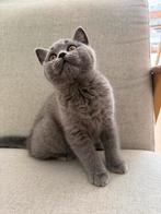 Brits korthaar (katertje nog beschikbaar), Dieren en Toebehoren, Kater, Gechipt, 0 tot 2 jaar