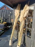 Pluimen (pampas pluimen), Ophalen of Verzenden