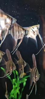 Silver Scalare maanvissen