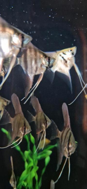 Silver Scalare maanvissen beschikbaar voor biedingen