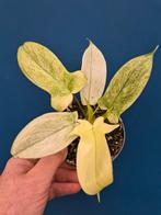 Philodendron Florida Ghost p12 (2), Huis en Inrichting, Kamerplanten, Ophalen of Verzenden, Halfschaduw, Minder dan 100 cm