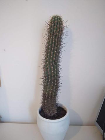 Grote cactus in witte terracotta pot