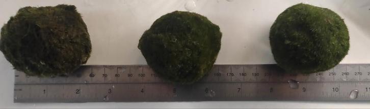 Mosbollen / Marimos (XL >5cm), Dieren en Toebehoren, Vissen | Aquaria en Toebehoren, Zo goed als nieuw, Ophalen of Verzenden