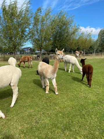 Mooi plekje gezocht voor 3 alpacamerries beschikbaar voor biedingen