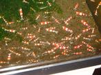 crystal red garnalen  mooie rood wit dekking  ook verzenden, Kreeft, Krab of Garnaal, Zoetwatervis, Schoolvis