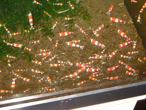 crystal red garnalen  mooie rood wit dekking  ook verzenden, Dieren en Toebehoren, Vissen | Aquariumvissen, Zoetwatervis, Kreeft, Krab of Garnaal