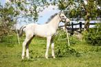 Knap valk hengst veulen, Dieren en Toebehoren, Pony's, Hengst, D pony (1.37m tot 1.48m), 0 tot 2 jaar